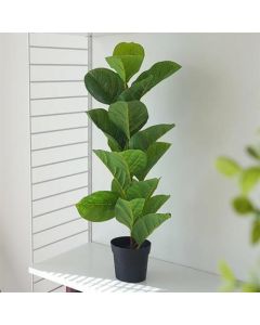 Plant in pot 2 assorti