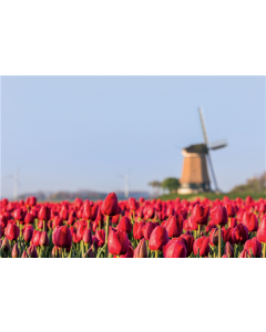 Foto op Canvas 90x60x2 cm - 5 assorti